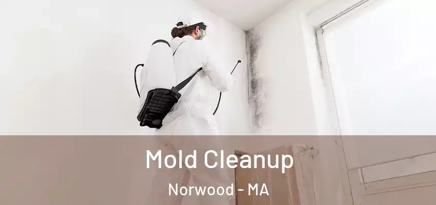 Mold Cleanup Norwood - MA