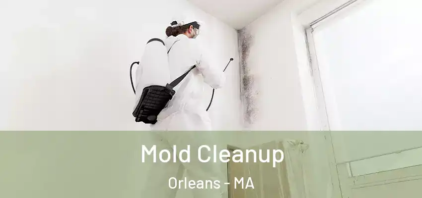 Mold Cleanup Orleans - MA
