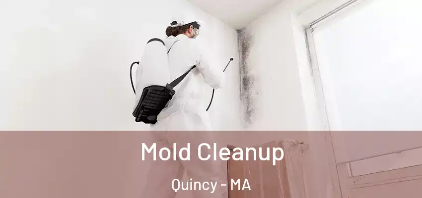  Mold Cleanup Quincy - MA