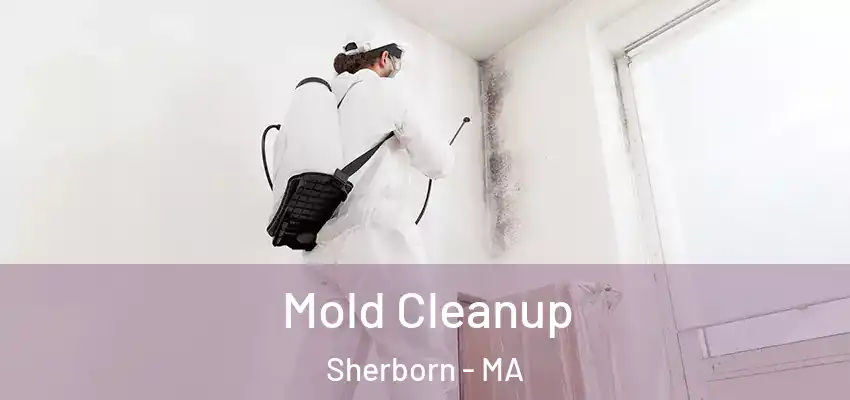Mold Cleanup Sherborn - MA