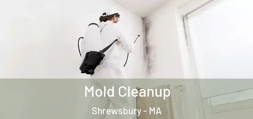Mold Cleanup Shrewsbury - MA