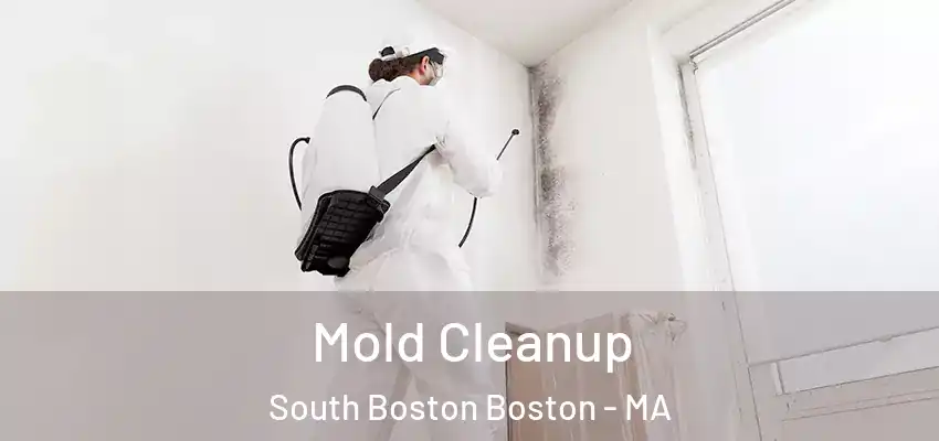  Mold Cleanup South Boston Boston - MA