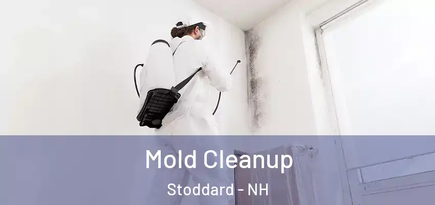 Mold Cleanup Stoddard - NH