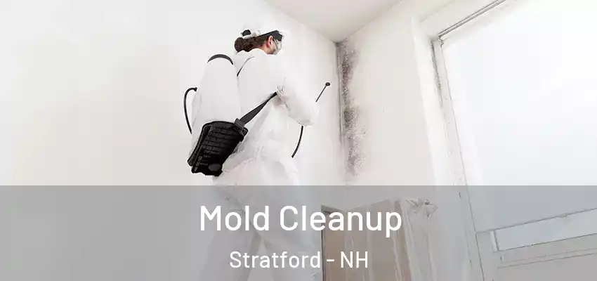 Mold Cleanup Stratford - NH