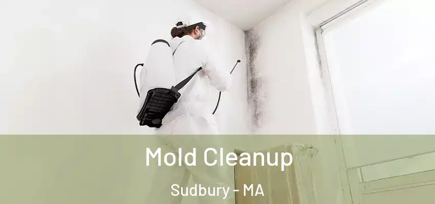  Mold Cleanup Sudbury - MA