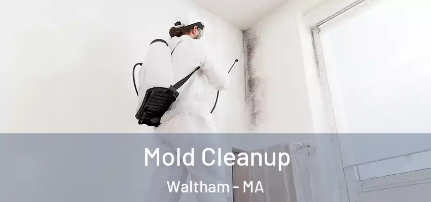 Mold Cleanup Waltham - MA
