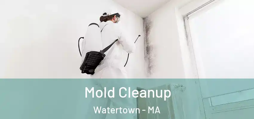  Mold Cleanup Watertown - MA