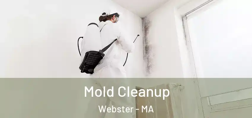 Mold Cleanup Webster - MA