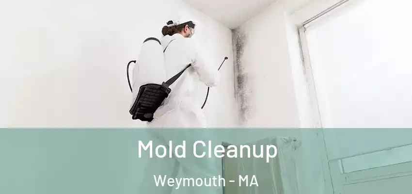  Mold Cleanup Weymouth - MA