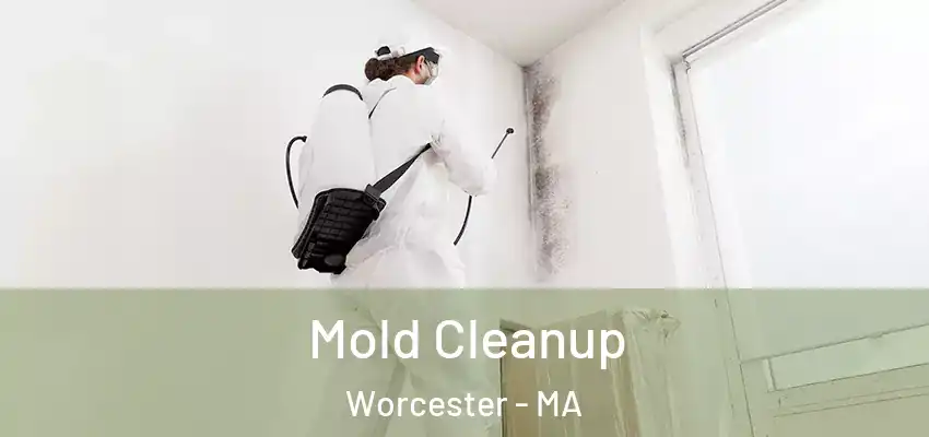 Mold Cleanup Worcester - MA