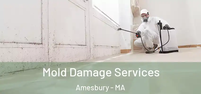 Mold Damage Services Amesbury - MA