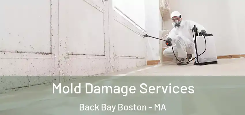  Mold Damage Services Back Bay Boston - MA
