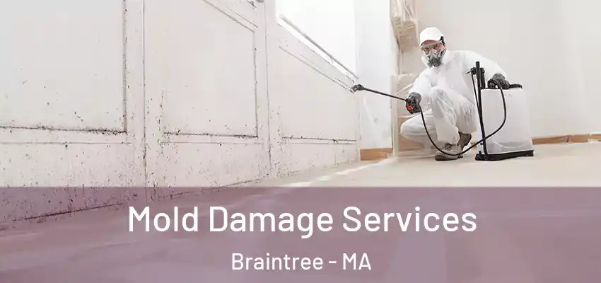 Mold Damage Services Braintree - MA