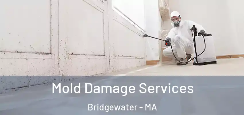 Mold Damage Services Bridgewater - MA