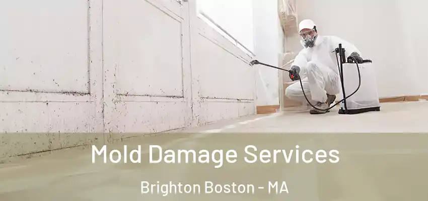 Mold Damage Services Brighton Boston - MA