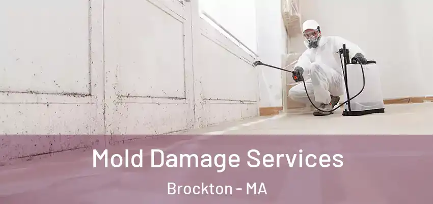  Mold Damage Services Brockton - MA
