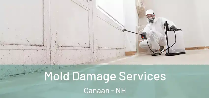  Mold Damage Services Canaan - NH