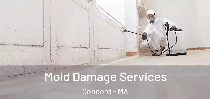  Mold Damage Services Concord - MA