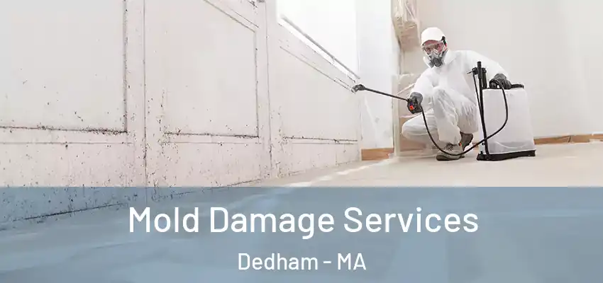  Mold Damage Services Dedham - MA
