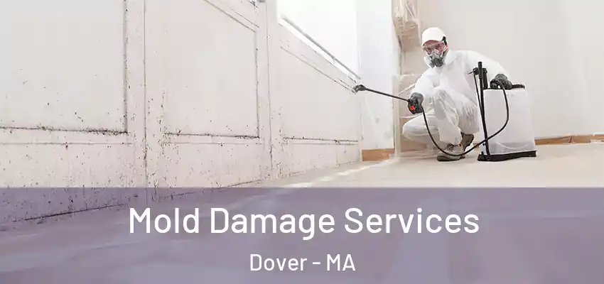  Mold Damage Services Dover - MA