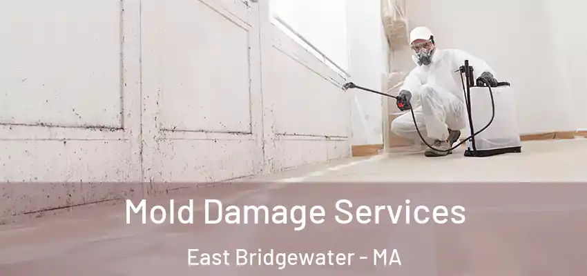  Mold Damage Services East Bridgewater - MA