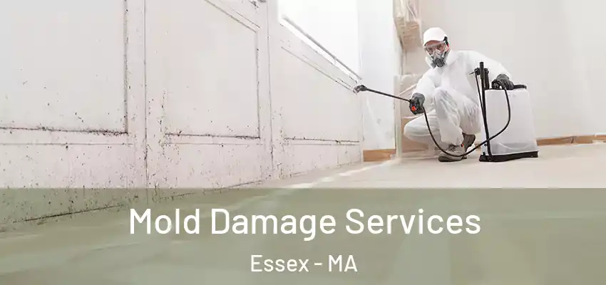  Mold Damage Services Essex - MA