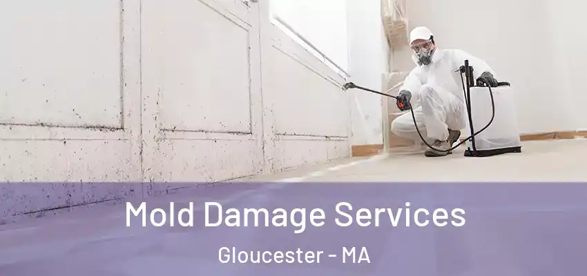  Mold Damage Services Gloucester - MA