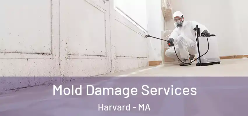Mold Damage Services Harvard - MA