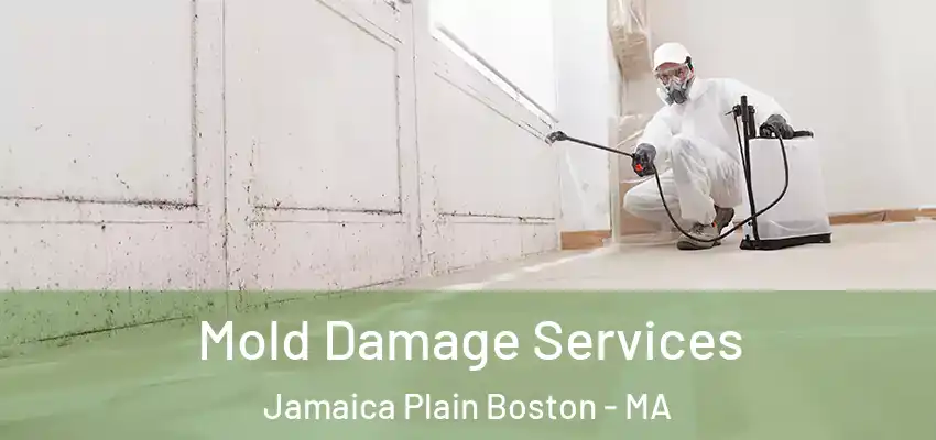  Mold Damage Services Jamaica Plain Boston - MA
