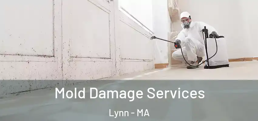  Mold Damage Services Lynn - MA