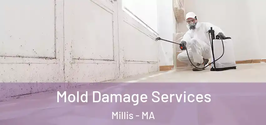 Mold Damage Services Millis - MA