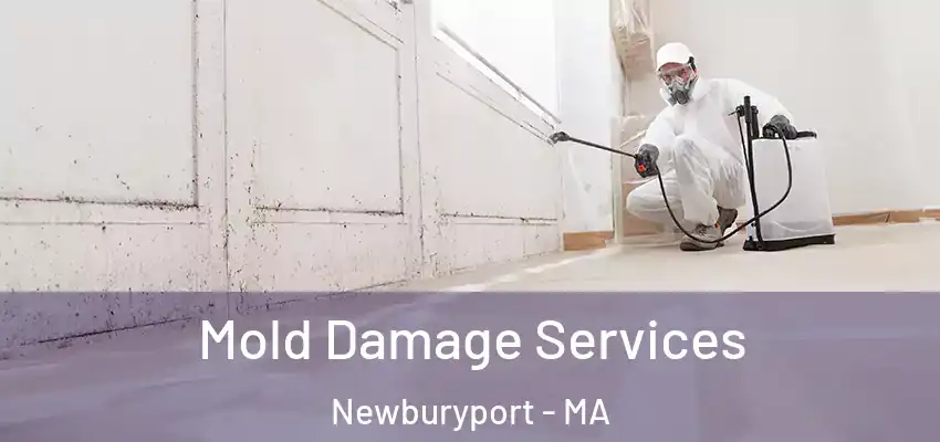  Mold Damage Services Newburyport - MA