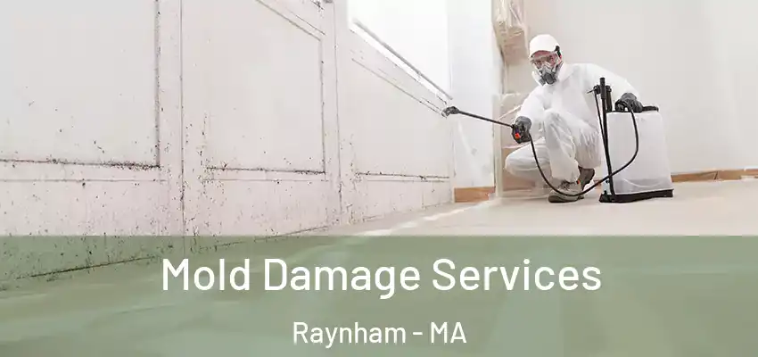  Mold Damage Services Raynham - MA
