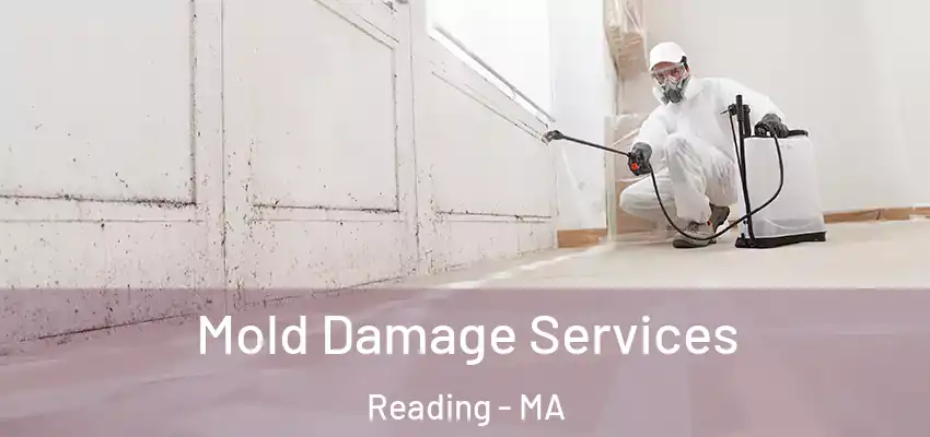  Mold Damage Services Reading - MA