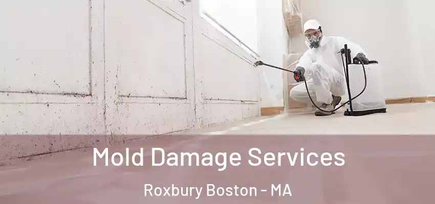 Mold Damage Services Roxbury Boston - MA