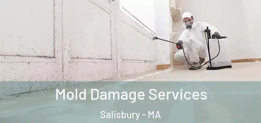  Mold Damage Services Salisbury - MA