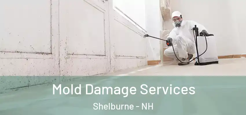  Mold Damage Services Shelburne - NH