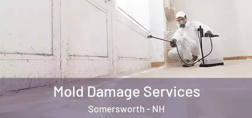 Mold Damage Services Somersworth - NH