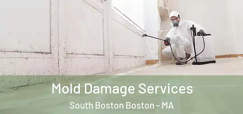  Mold Damage Services South Boston Boston - MA