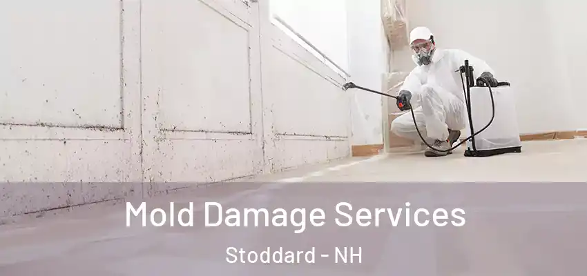 Mold Damage Services Stoddard - NH