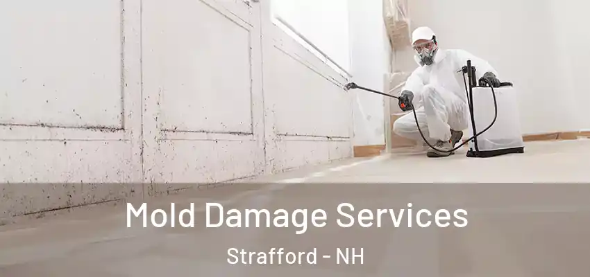 Mold Damage Services Strafford - NH