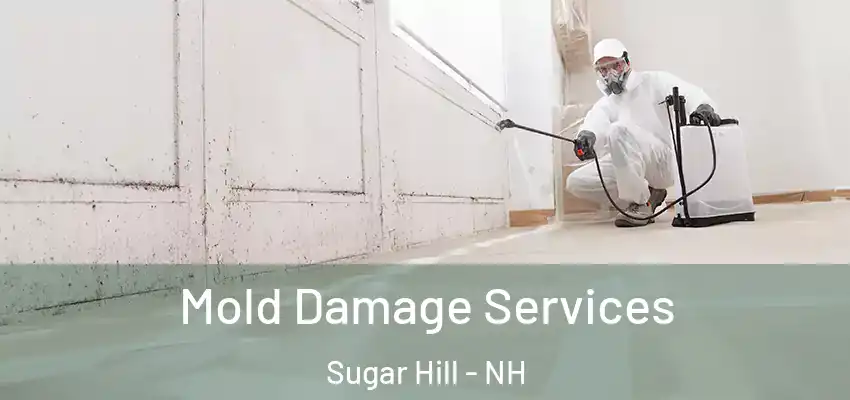 Mold Damage Services Sugar Hill - NH
