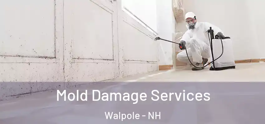 Mold Damage Services Walpole - NH