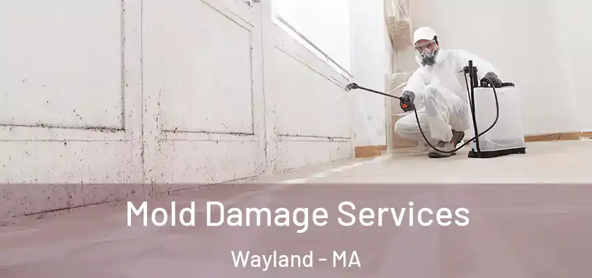 Mold Damage Services Wayland - MA