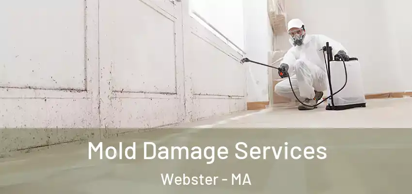 Mold Damage Services Webster - MA