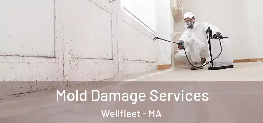  Mold Damage Services Wellfleet - MA