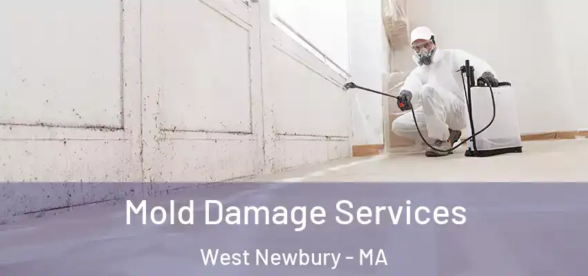  Mold Damage Services West Newbury - MA