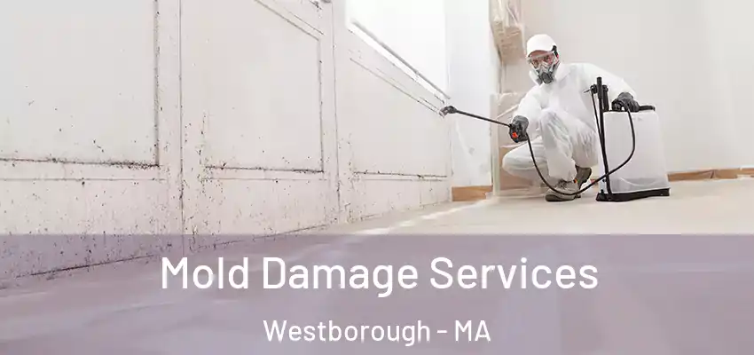 Mold Damage Services Westborough - MA
