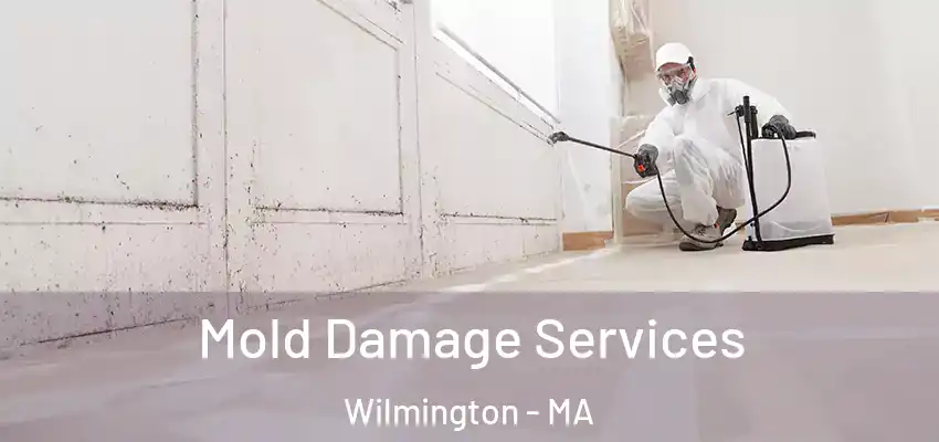 Mold Damage Services Wilmington - MA