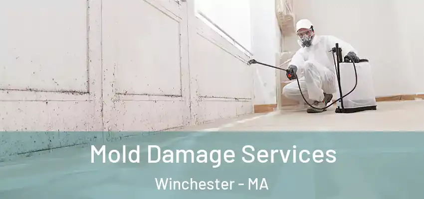 Mold Damage Services Winchester - MA